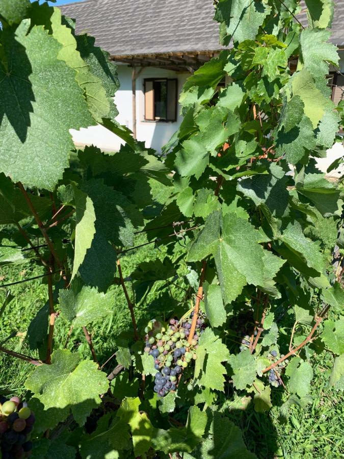 Urlaub Im Weingarten Winten  エクステリア 写真